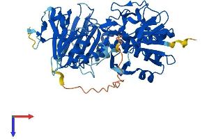 AlphaFold protein structure predicition of Mouse Recombinant Pyroxd1 Protein, UniprotID Q3TMV7