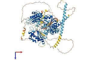 AlphaFold protein structure predicition of Human Recombinant DDX11 Protein, UniprotID Q96FC9