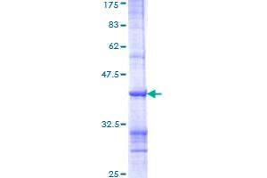 Image no. 1 for Toll-Like Receptor 3 (TLR3) (AA 601-700) protein (GST tag) (ABIN1322872)