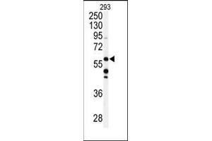 Western blot analysis of anti-CABC1 Antibody (C-term) in 293 cell line lysates (35ug/lane). (COQ8A anticorps  (C-Term))