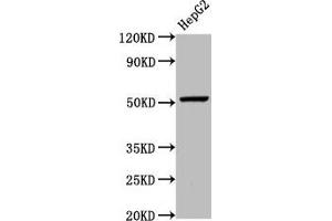 Western Blot Positive WB detected in: HepG2 whole cell lysate All lanes: WLS antibody at 5. (GPR177/WLS anticorps  (AA 123-232))