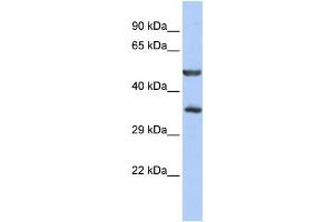 Western Blotting (WB) image for anti-Zinc Finger Protein 414 (ZNF414) antibody (ABIN2458432) (ZNF414 anticorps)