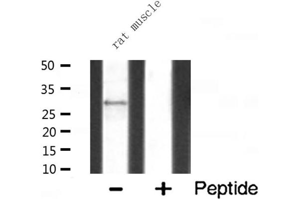 MRPL10 antibody  (C-Term)