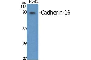 Western Blot (WB) analysis of specific cells using Cadherin-16 Polyclonal Antibody. (Cadherin-16 anticorps  (C-Term))