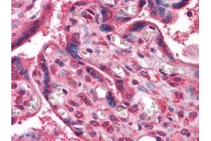 Immunohistochemical analysis of paraffin-embedded human Placenta tissues using anti-NME1 mouse mAb