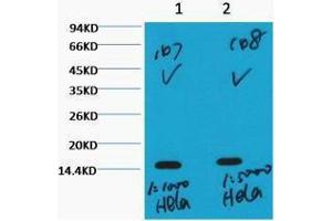 Western Blotting (WB) image for anti-Histone 3 (H3) (H3K36me3) antibody (ABIN3178641) (Histone 3 anticorps  (H3K36me3))
