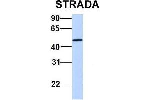 Host:  Rabbit  Target Name:  STRADA  Sample Type:  721_B  Antibody Dilution:  1. (STRADA anticorps  (C-Term))
