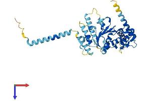 AlphaFold protein structure predicition of Mouse Recombinant Atad1 Protein, UniprotID Q9D5T0
