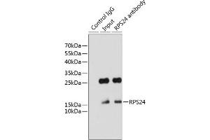 Immunoprecipitation analysis of 200 μg extracts of HeLa cells using 3 μg RPS24 antibody ( ABIN6133032, ABIN6147213, ABIN6147214 and ABIN6215701). (RPS24 anticorps  (AA 1-130))