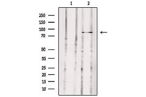 Western blot analysis of extracts from 293, using MX2 Antibody. (MX2 anticorps  (Internal Region))