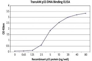 TransAM® standard curve generated using Recombinant p53 protein, active.