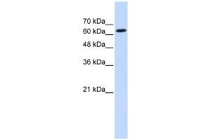 Ligatin antibody used at 1 ug/ml to detect target protein. (EIF2D anticorps  (Middle Region))