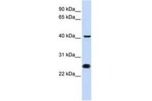 Image no. 1 for anti-Cell Division Cycle 25 Homolog C (S. Pombe) (CDC25C) (N-Term) antibody (ABIN6741488) (CDC25C anticorps  (N-Term))