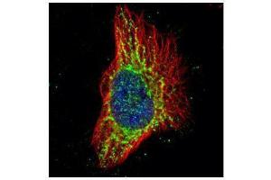 ICC/IF Image Confocal immunofluorescence analysis (Olympus FV10i) of methanol-fixed HeLa, using RPS3, antibody (Green) at 1:500 dilution.