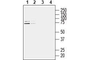 Western blot analysis of human Jurkat T-cell leukemia cell line (lanes 1 and 3) and human MCF-7 breast adenocarcinoma cell line (lanes 2 and 4) lysates: - 1,2. (HOMER3 anticorps  (Intracellular))