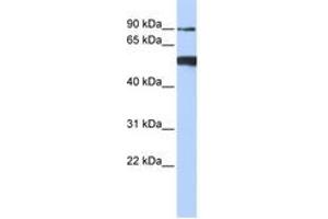 Image no. 1 for anti-DEAD (Asp-Glu-Ala-Asp) Box Polypeptide 50 (DDX50) (N-Term) antibody (ABIN6742692) (DDX50 anticorps  (N-Term))