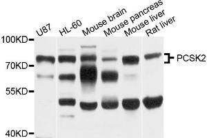 Western blot analysis of extract of various cells, using PCSK2 antibody. (PCSK2 anticorps)