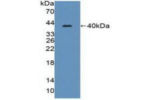 Western blot analysis of recombinant Human IRF8. (IRF8 anticorps  (AA 128-426))
