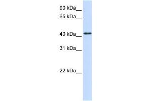 WB Suggested Anti-PTPRR Antibody Titration:  0. (PTPRR anticorps  (N-Term))