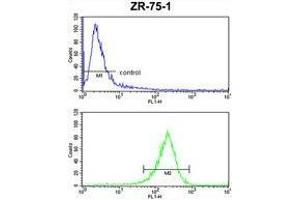 ATXN3 Antibody (Center) FC analysis of ZR-75-1 cells (bottom histogram) compared to a negative control cell (top histogram).
