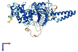 AlphaFold protein structure predicition of Human Recombinant TBCCD1 Protein, UniprotID Q9NVR7
