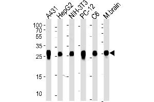 Western blot analysis of lysates from A431, HepG2, mouse NIH/3T3, rat PC-12 and C6 cell line, mouse brain tissue (from left to right), using YWHAZ Antibody (ABIN1882058 and ABIN2838497). (14-3-3 zeta anticorps)
