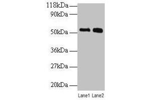 Western blot All lanes: BMP3 antibody at 2 μg/mL Lane 1: SW1990 whole cell lysate Lane 2: 293T whole cell lysate Secondary Goat polyclonal to rabbit IgG at 1/10000 dilution Predicted band size: 54 kDa Observed band size: 54 kDa (BMP3 anticorps  (AA 362-472))