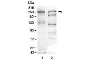 Western blot testing of 1) mouse stomach and 2) human SGC-7901 lysate with MUC6 antibody at 0. (MUC6 anticorps  (AA 52-230))