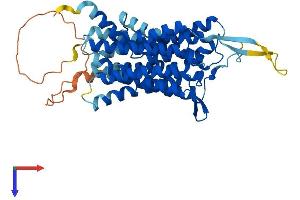 AlphaFold protein structure predicition of Mouse Recombinant Slc52a2 Protein, UniprotID Q9D8F3
