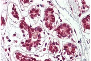 Image no. 2 for anti-Cullin 2 (CUL2) (AA 748-759) antibody (ABIN1491764) (Cullin 2 anticorps  (AA 748-759))