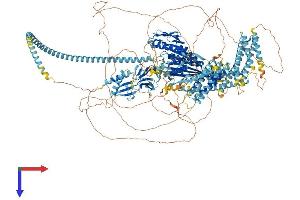 AlphaFold protein structure predicition of Human Recombinant KIF14 Protein, UniprotID Q15058