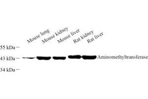 Western blot analysis of Aminomethyltransferase (ABIN7073036) at dilution of 1: 500 (Aminomethyltransferase anticorps)