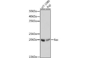 Western blot analysis of extracts of various cell lines, using Bax antibody (ABIN7265855) at 1:1000 dilution. (BAX anticorps)