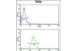 Flow cytometry analysis of Hela cells (bottom histogram) compared to a negative control cell (top histogram). (INSIG1 anticorps  (N-Term))