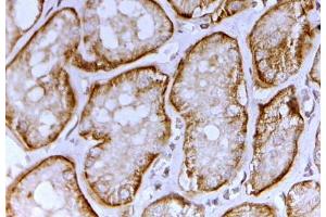ABIN5539755 (2µg/ml) staining of paraffin embedded Human Kidney.