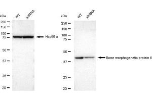 Western blotting analysis using Bone morphogenetic protein 6 antibody (ABIN7797776).