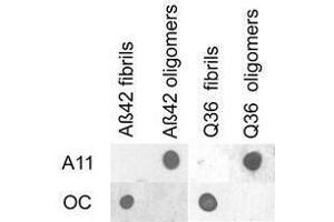 Dot blot analysis of Aβ42 and polyQ36 prefibrillar oligomers and fibrils. (Amyloid Oligomers anticorps)