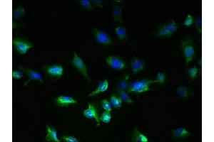 Immunofluorescent analysis of U251 cells using ABIN7160749 at dilution of 1:100 and Alexa Fluor 488-congugated AffiniPure Goat Anti-Rabbit IgG(H+L) (GPR18 anticorps  (AA 290-331))