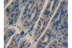 DAB staining on IHC-P; Samples: Mouse Stomach Tissue (NRARP anticorps  (AA 3-109))