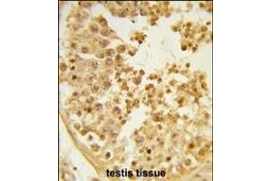 Formalin-fixed and paraffin-embedded human testis tissue reacted with WDR37 Antibody (C-term), which was peroxidase-conjugated to the secondary antibody, followed by DAB staining. (WDR37 anticorps  (C-Term))