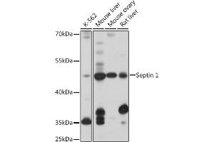 Western blot analysis of extracts of various cell lines, using Septin 1 antibody (ABIN7270202) at 1:1000 dilution. (Septin 1 anticorps  (AA 270-370))