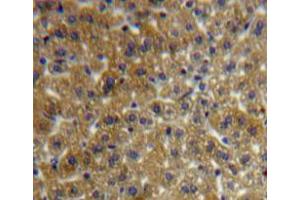 Used in DAB staining on fromalin fixed paraffin-embedded liver tissue (FSTL1 anticorps  (AA 20-306))