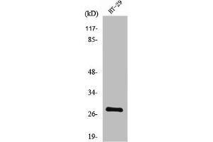 Western Blot analysis of HT29 cells using Neurexophilin-3 Polyclonal Antibody (NXPH3 anticorps  (Internal Region))