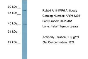 WB Suggested Anti-IMP5  Antibody Titration: 0.