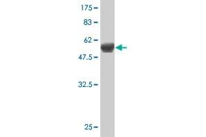 Western Blot detection against Immunogen (58.