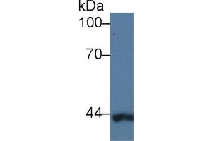 Detection of CAP3 in Human K562 cell lysate using Polyclonal Antibody to Cytoplasmic Antiproteinase 3 (CAP3) (SERPINB9 anticorps  (AA 1-376))