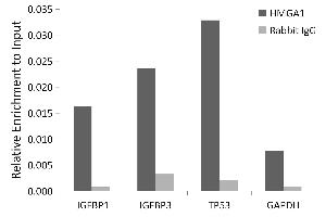 Chromatin immunoprecipitation analysis of extracts of HepG2 cells, using HMG antibody (ABIN7267646) and rabbit IgG.
