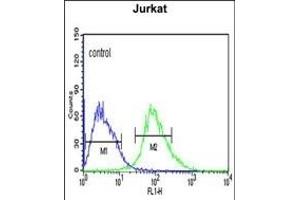 CANT1 Antibody (N-term) (ABIN652769 and ABIN2842506) flow cytometric analysis of Jurkat cells (right histogram) compared to a negative control cell (left histogram). (CANT1 anticorps  (N-Term))