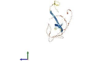 AlphaFold protein structure predicition of Mouse Recombinant Pof1b Protein, UniprotID Q8K4L4