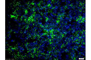 Formalin-fixed and paraffin embedded mouse spleen labeled with Anti-caspase-8 subunit p18 Polyclonal Antibody, Unconjugated (ABIN1386778) at 1:200 followed by conjugation to the secondary antibody Goat Anti-Rabbit IgG, AF488 conjugated used at 1:200 dilution for 40 minutes at 37°C and DAPI staining